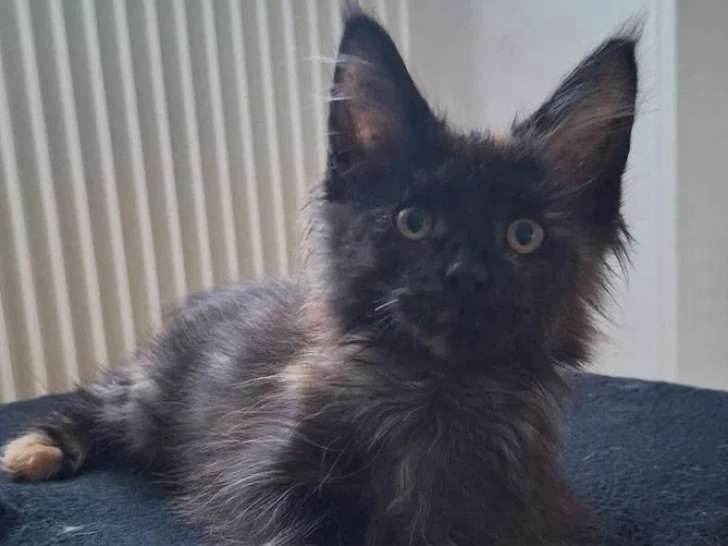 1 chatonne Maine Coon LOOF à vendre