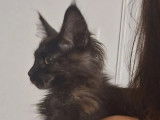 1 chatonne Maine Coon LOOF à vendre