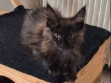 1 chatonne Maine Coon LOOF à vendre