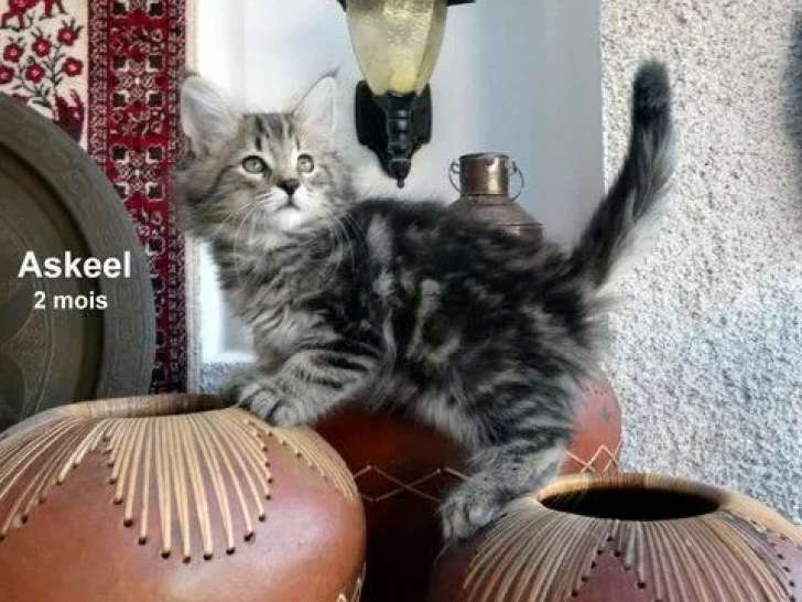 1 chaton mâle Norvégien LOOF à réserver