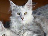 Chatonne Maine Coon disponible à la réservation (LOOF)