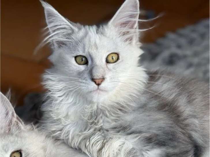 Chatonne Maine Coon disponible à la réservation (LOOF)