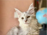 Chatonne Maine Coon disponible à la réservation (LOOF)