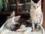 Chatonne Maine Coon disponible à la réservation (LOOF)