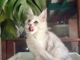 Chatonne Maine Coon disponible à la réservation (LOOF)