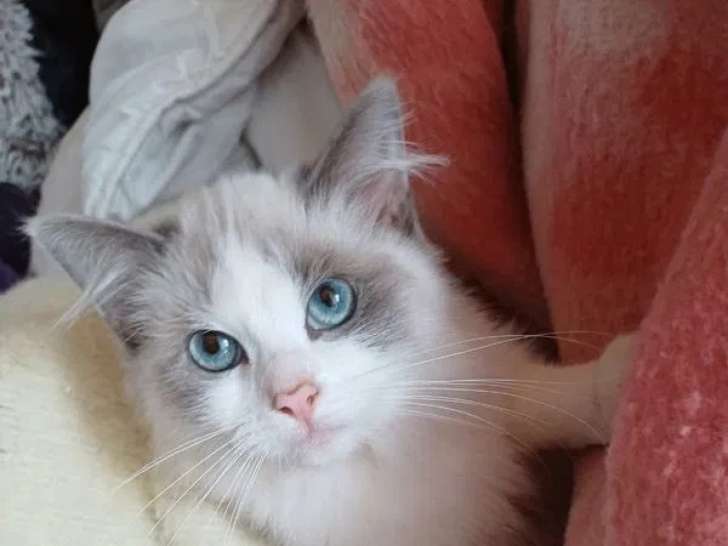 Chaton femelle Ragdoll disponible à l’achat (non LOOF)