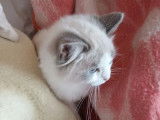 Chaton femelle Ragdoll disponible à l’achat (non LOOF)