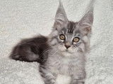 1 chatonne Maine Coon LOOF à vendre