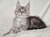 1 chatonne Maine Coon LOOF à vendre