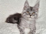 1 chatonne Maine Coon LOOF à vendre