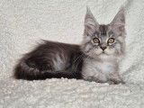 1 chatonne Maine Coon LOOF à vendre