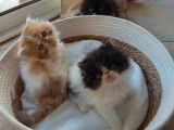 4 chatons Persans à réserver (non LOOF)