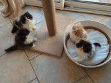 4 chatons Persans à réserver (non LOOF)
