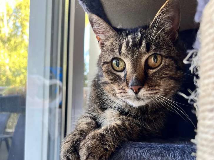 Chatte de 6 ans à adopter