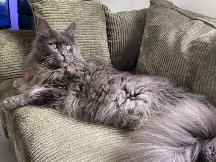 Chat adulte mâle Maine Coon LOOF à vendre