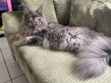 Chat adulte mâle Maine Coon LOOF à vendre
