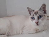 Chatonne blanche disponible à l'adoption