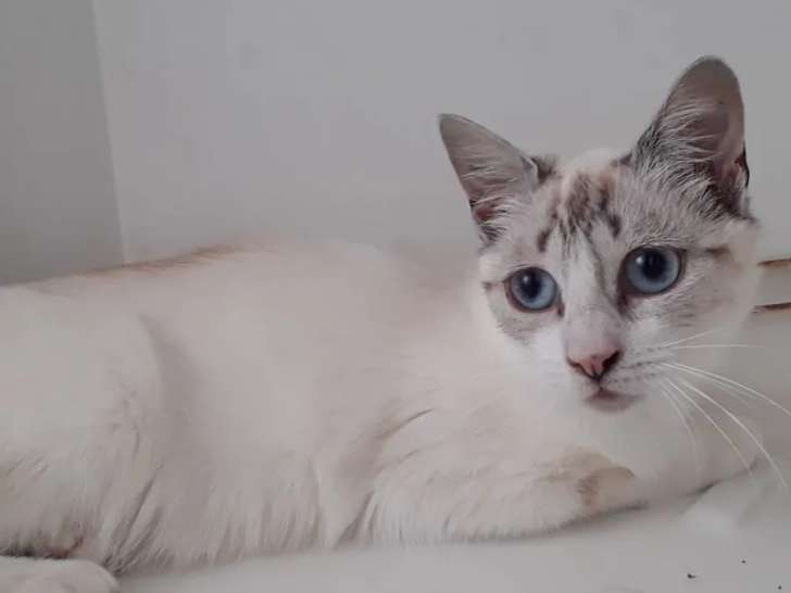 Chatonne blanche disponible à l'adoption