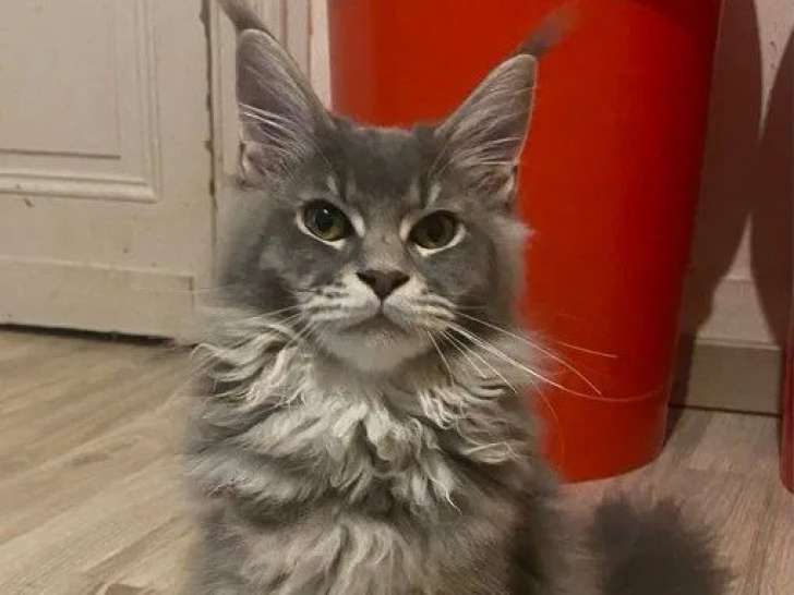 3 chatons femelles Maine Coon LOOF à vendre