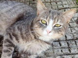 Chat au pelage tigré blanc en attente d'adoption