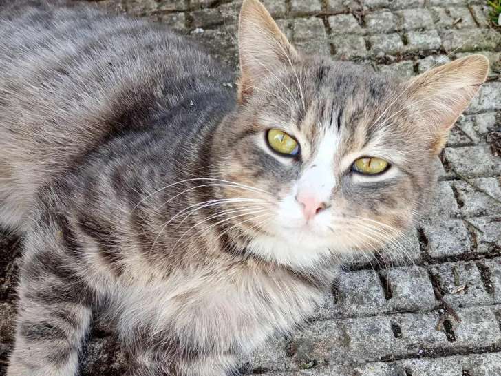 Chat au pelage tigré blanc en attente d'adoption
