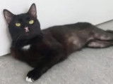 Disponible à l’adoption, chat âgé de 4 ans