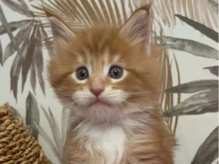 2 chatons mâles Maine Coon LOOF à réserver