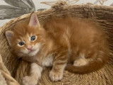 2 chatons mâles Maine Coon LOOF à réserver