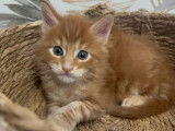 2 chatons mâles Maine Coon LOOF à réserver