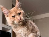 1 chatonne Maine Coon à vendre (LOOF)