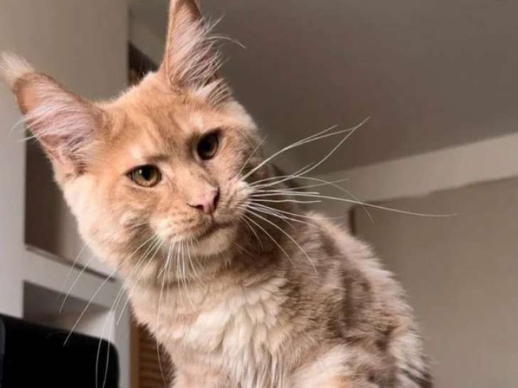 1 chatonne Maine Coon à vendre (LOOF)