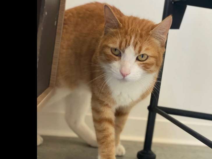 Prêt pour l’adoption, chat roux et blanc