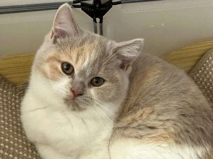 Chatonne Scottish Straight LOOF à vendre