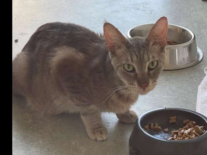 En attente d’adoption, chat tigré gris