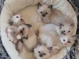 6 chatons Ragdoll à réserver (non LOOF)