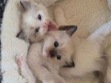 6 chatons Ragdoll à réserver (non LOOF)