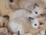 6 chatons Ragdoll à réserver (non LOOF)