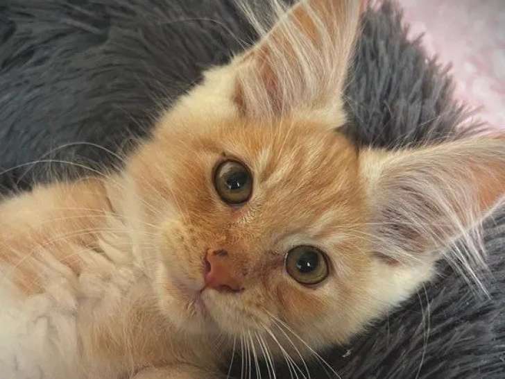 4 chatons mâles Maine Coon à réserver (LOOF)