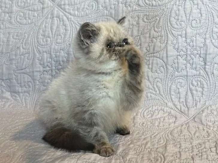 1 chaton mâle Exotic Shorthair seal tabby point LOOF à réserver