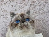 1 chaton mâle Exotic Shorthair seal tabby point LOOF à réserver