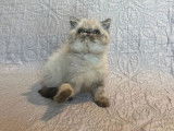 1 chaton mâle Exotic Shorthair seal tabby point LOOF à réserver