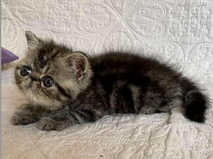 Chaton femelle Exotic Shorthair disponible à la vente (LOOF)