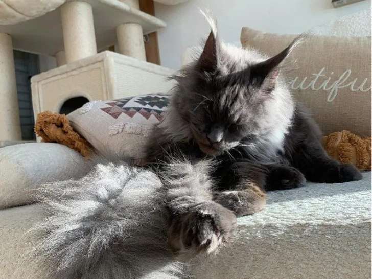 Chat adulte mâle Maine Coon bleu smoke à vendre (LOOF)