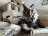 Chat adulte mâle Maine Coon bleu smoke à vendre (LOOF)
