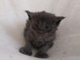 5 chatons femelles Maine Coon LOOF à réserver