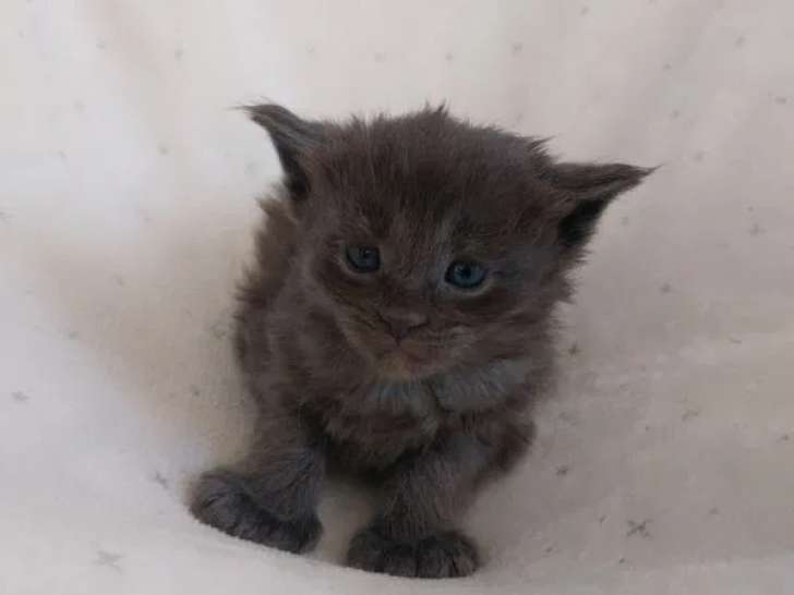 5 chatons femelles Maine Coon LOOF à réserver