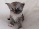 5 chatons femelles Maine Coon LOOF à réserver