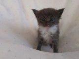 5 chatons femelles Maine Coon LOOF à réserver