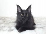 Chatonne Maine Coon noire à vendre (LOOF)