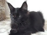 Chatonne Maine Coon noire à vendre (LOOF)